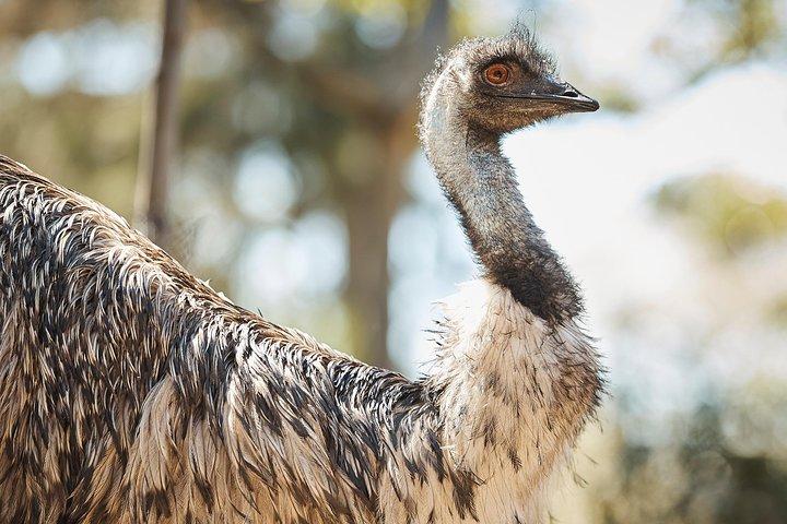 シドニーのタロンガ動物園一般入場券