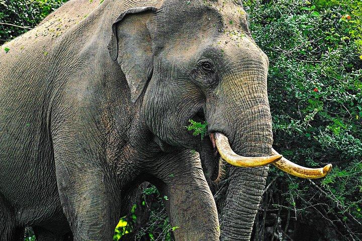 動物王国-ウダワラウェ日帰りツアー