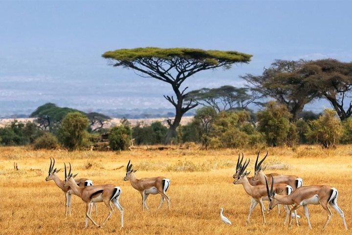 3 Days Tsavo West (Ziwani) & Amboseli (Kilimanjaro) Adventure