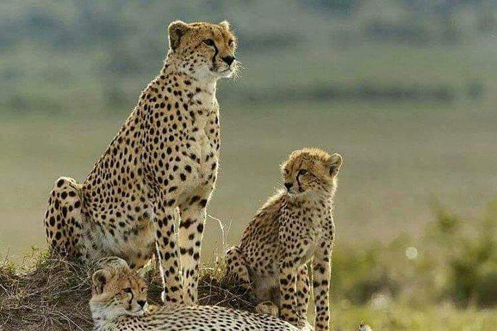3 Days Tsavo West (Ziwani) & Amboseli (Kilimanjaro) Adventure