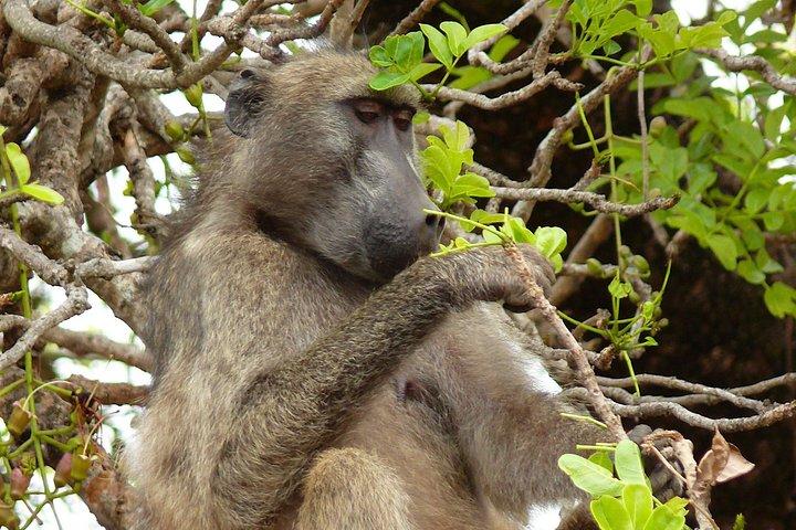 ハジービューのクルーガー国立公園での終日サファリ