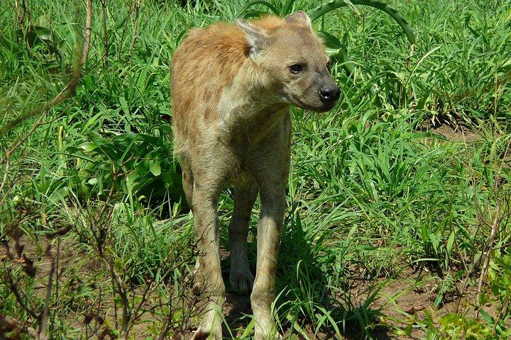 ハジービューのクルーガー国立公園での終日サファリ