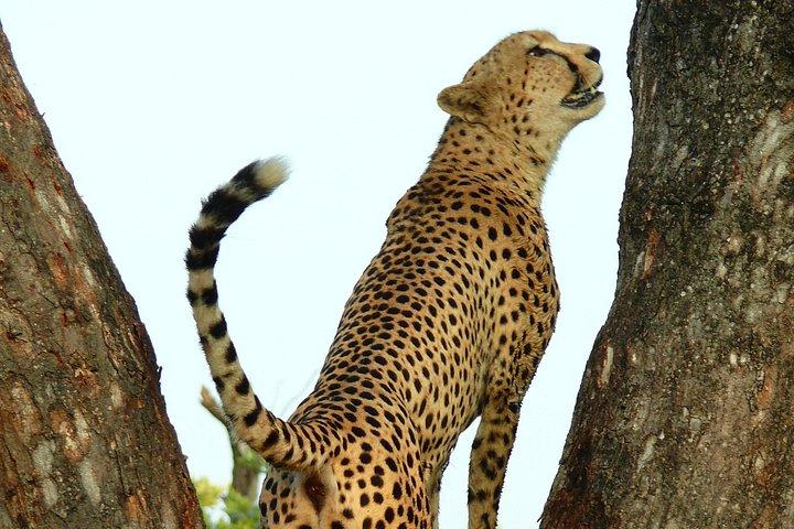 ハジービューのクルーガー国立公園での終日サファリ