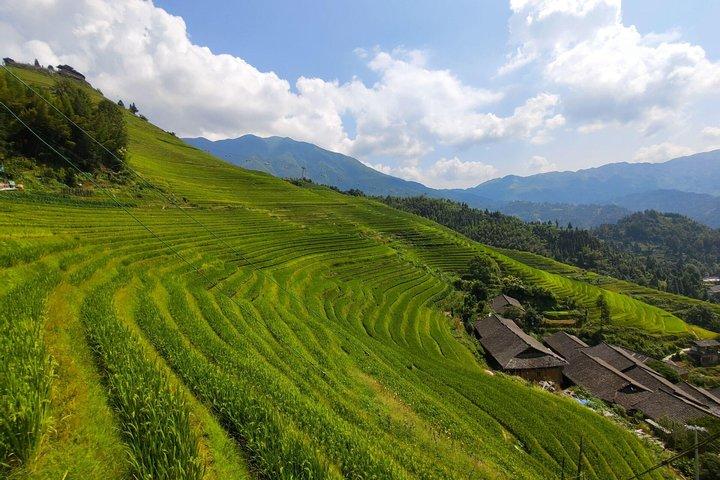 Guilin Teplantage og Longji Rice Terraces Day Tour fra Guilin hotel