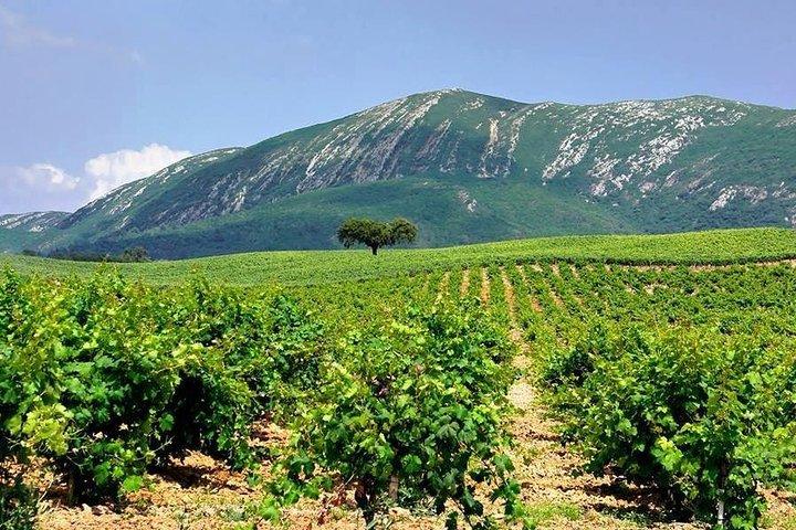 Cata de vinos: tour privado de medio día