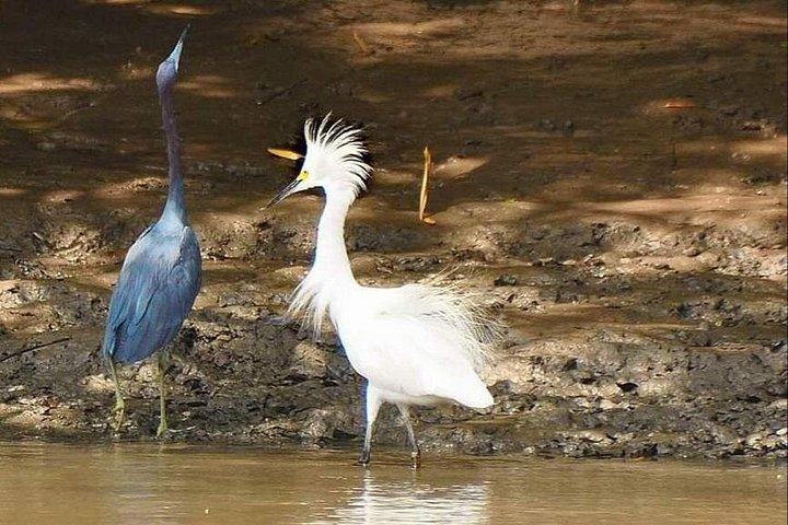 Wildlife Safari Tour