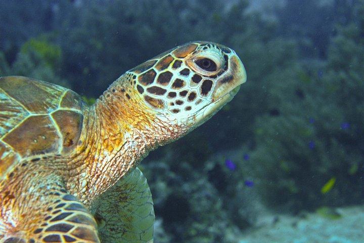 Nusa Penida Three Dives Trip for Certified Divers