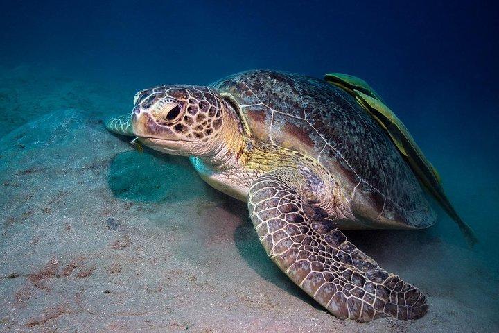 Abu Dabbab Beach Full Day From Hurghada
