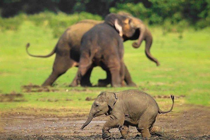 ウダワラウェ国立公園サファリ プライベート ドライバー ジープとエンター チケット付き