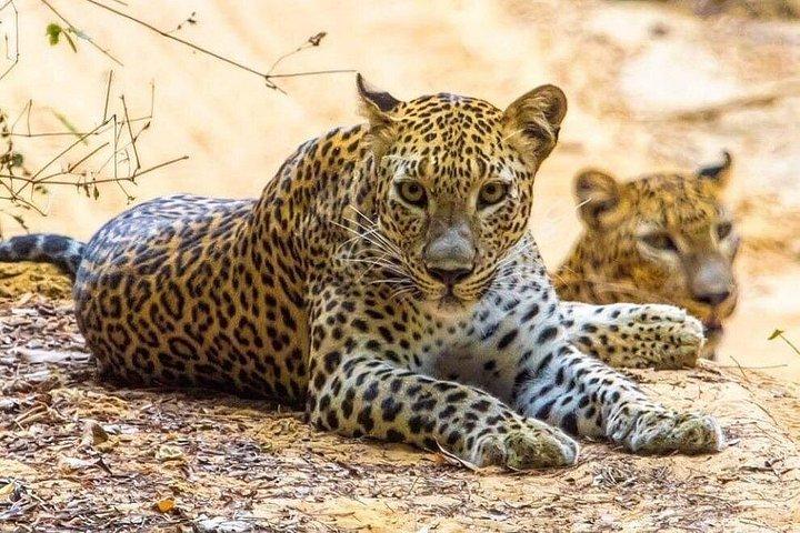 ウダワラウェ国立公園サファリ プライベート ドライバー ジープとエンター チケット付き