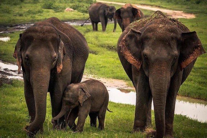 Udawalawe National Park Safari med privat fører-jeep og Enter-billet