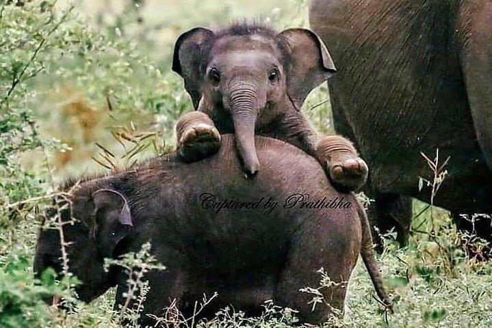ウダワラウェ国立公園サファリ プライベート ドライバー ジープとエンター チケット付き