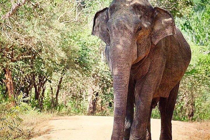 ウダワラウェ国立公園サファリ プライベート ドライバー ジープとエンター チケット付き