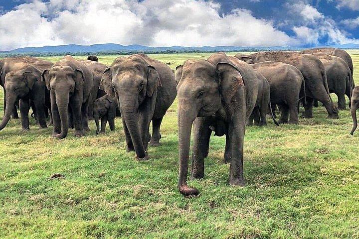 ハバラナ発ミネネリア国立公園のプライベートジープサファリ