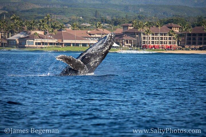 カウアイ島のサウスサイドクジラとイルカのゾディアックボートアドベンチャー