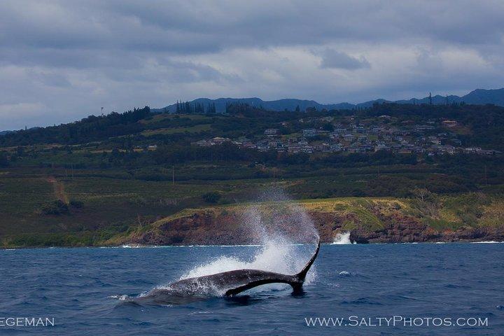 カウアイ島のサウスサイドクジラとイルカのゾディアックボートアドベンチャー