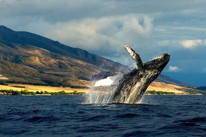 カウアイ島のサウスサイドクジラとイルカのゾディアックボートアドベンチャー