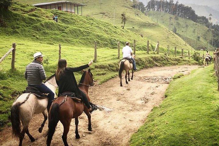 Cabalgata bosque la virgen Valle del Cocora