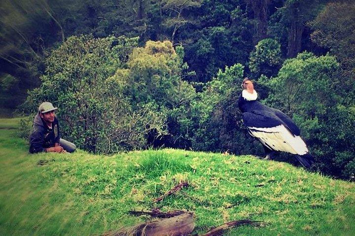 Tour Cocora Valley hummingbird circuit