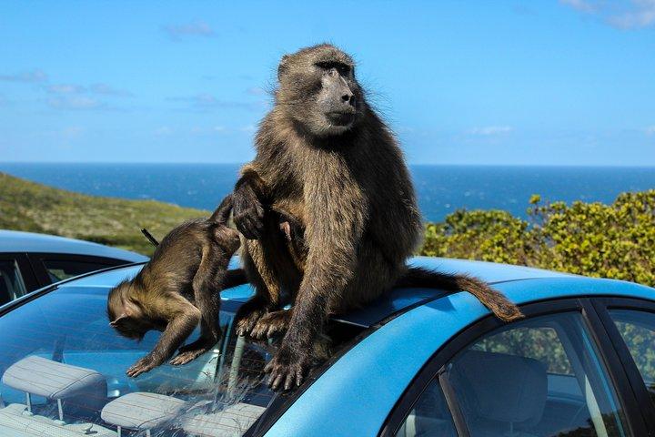 ケープタウン：ペニンシュラ、喜望峰＆ボルダーズビーチペンギンズ