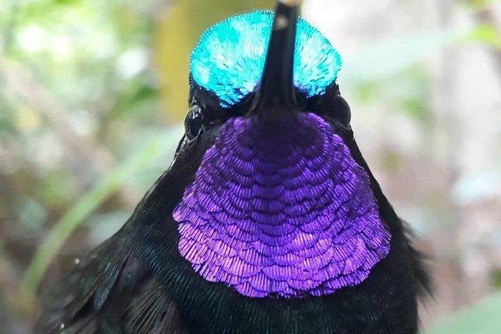 Monteverde Cloud Forest Guided Tour med Ekspert Naturalist