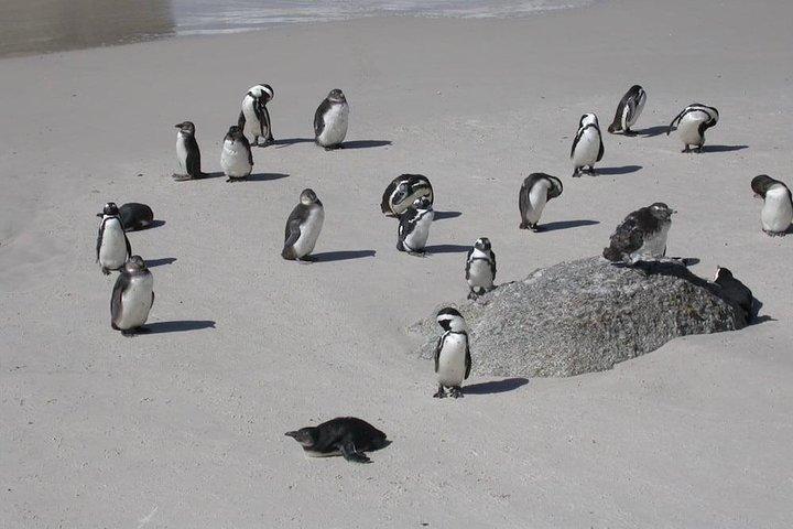 Cape Town. 3days attraktion: Crocodule bur & kappe Point & vin testning