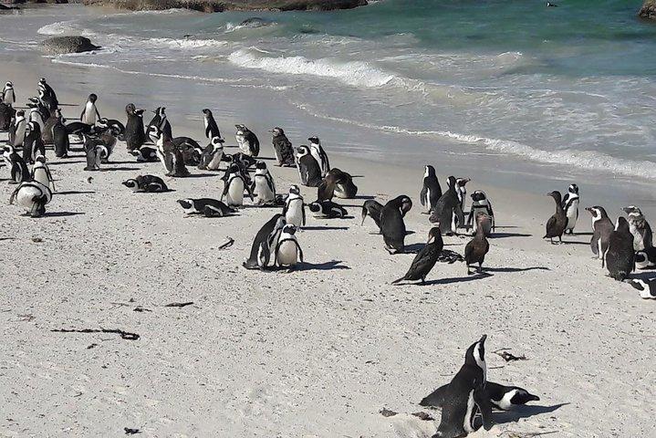 Cape Town. 3days attraktion: Crocodule bur & kappe Point & vin testning
