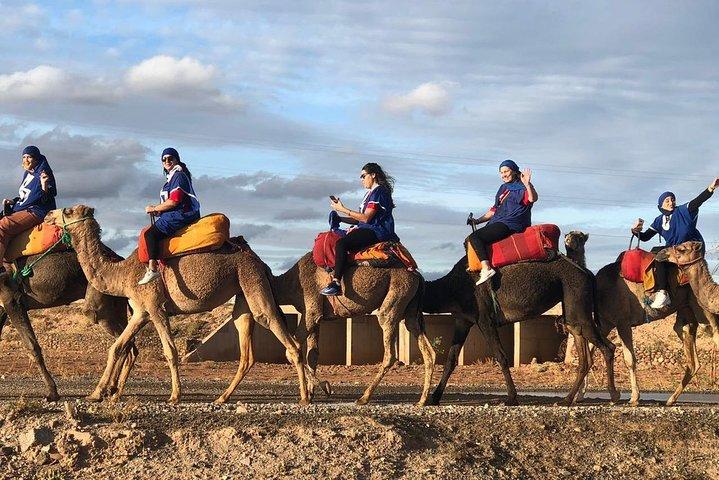 Camel ride in palm grove