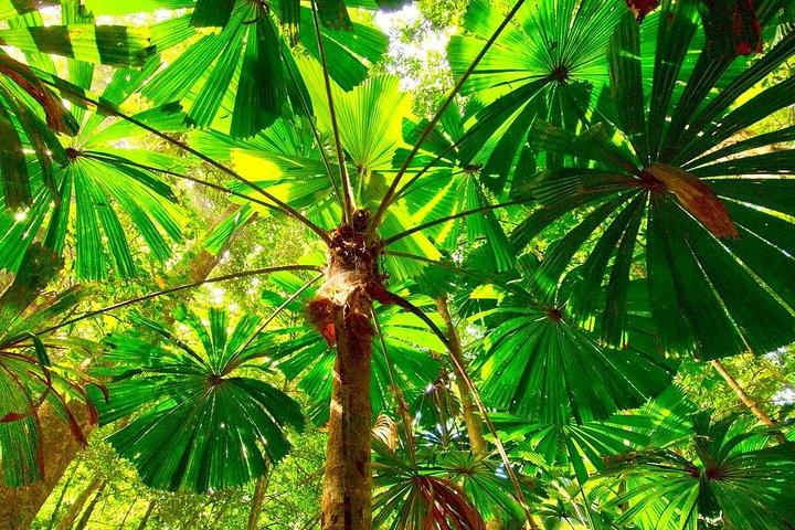 Cape Tribulation, Mossman Gorge e Daintree Rainforest Day Tour