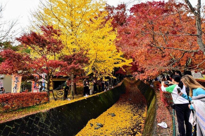 Mt Fuji Day Trip from Tokyo by Car with Photographer Guide