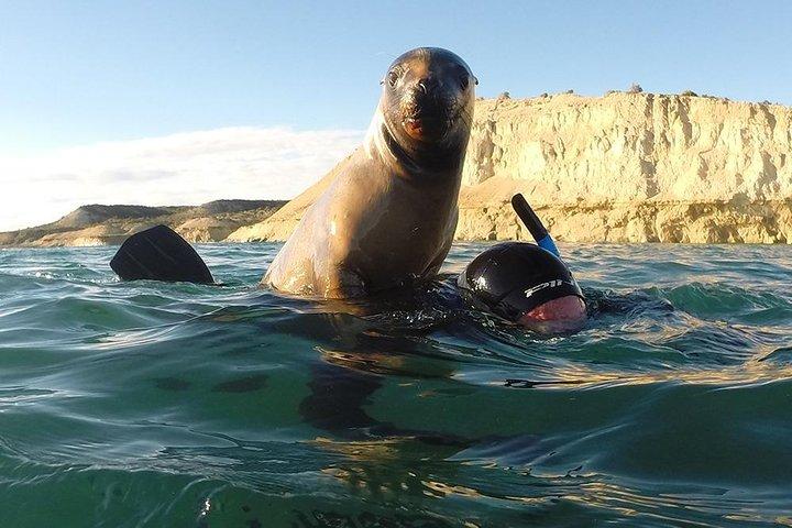Snorkling med Sea Lions