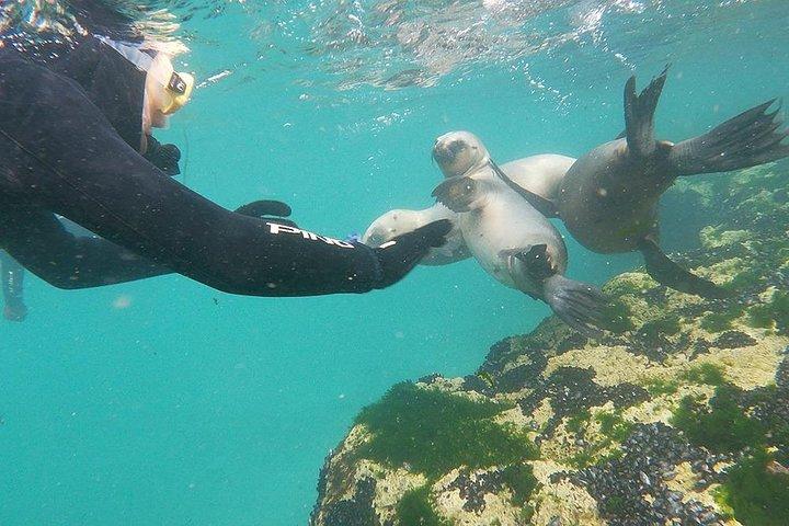 Snorkeling con i leoni marini