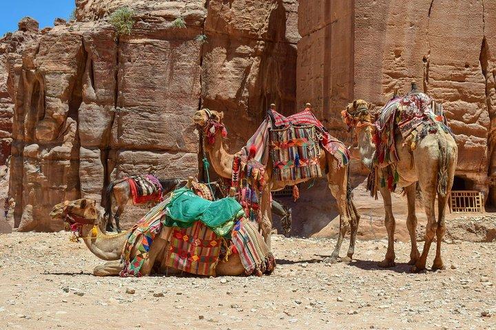 Aqaba Shore Excursion: Privat Petra sightseeingtur med lunch