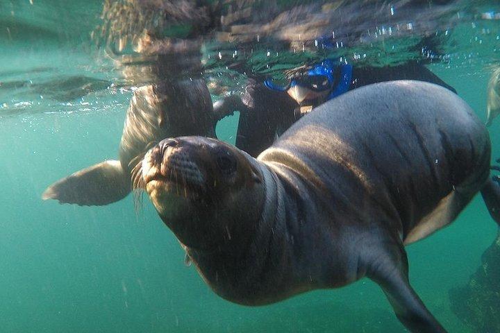 Snorkeling con i leoni marini