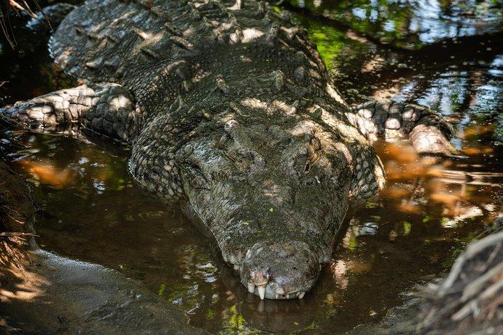 Strandutflykt Mazunte och Ventanilla Crocs & Turtles