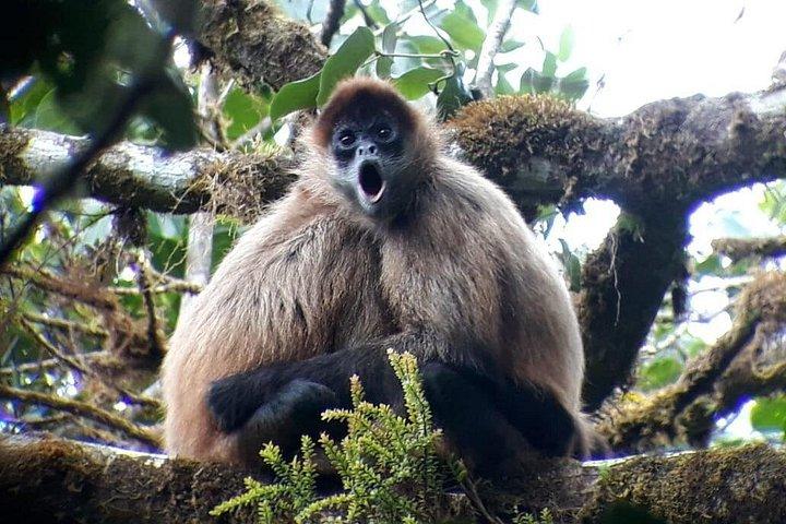 Hiking to Curi-Cancha Reserve