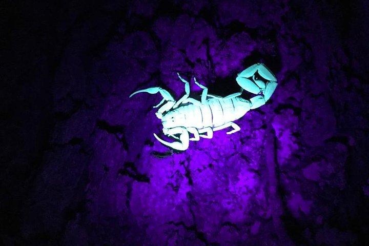 モンテベルデナイトウォーク：ナマケモノ、ヘビ、夜行性の野生動物
