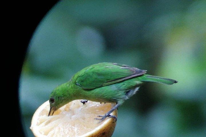 Bird Watching Arenal Oasis