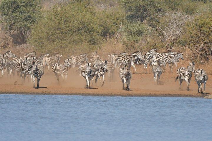 ハジーヴュウからクルーガー公園までの1日の写真野生生物サファリ
