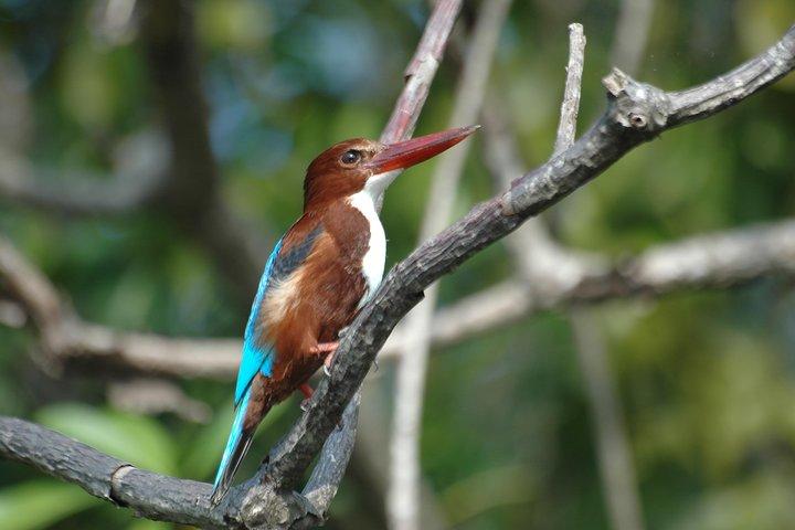 The birdwatchers quest:through the Swamp of Royal Treasure–Muturajawela Wetlands