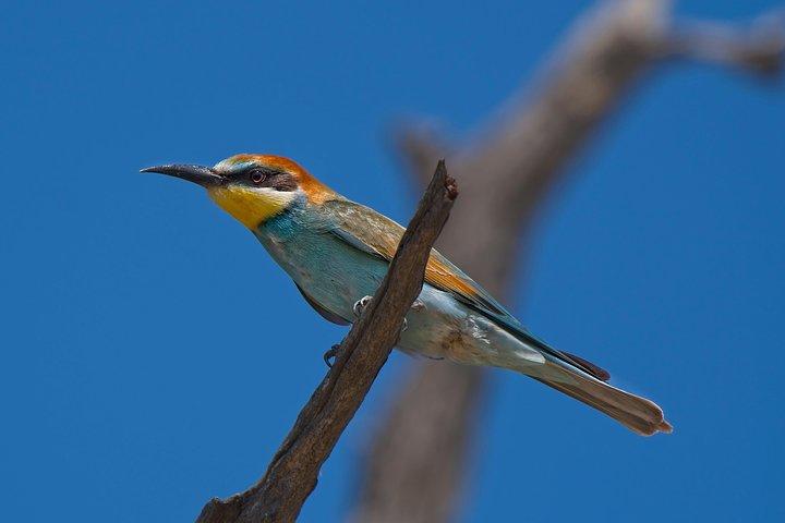 ハジーヴュウからクルーガー公園までの1日の写真野生生物サファリ