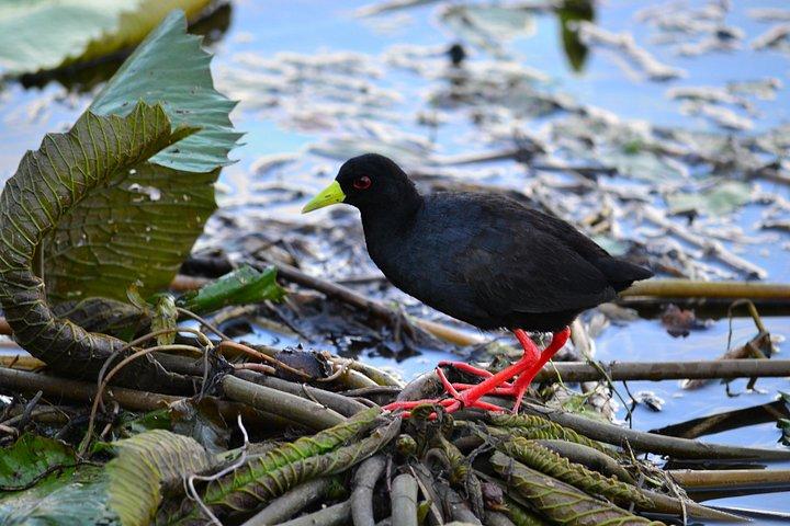 ハジーヴュウからクルーガー公園までの1日の写真野生生物サファリ