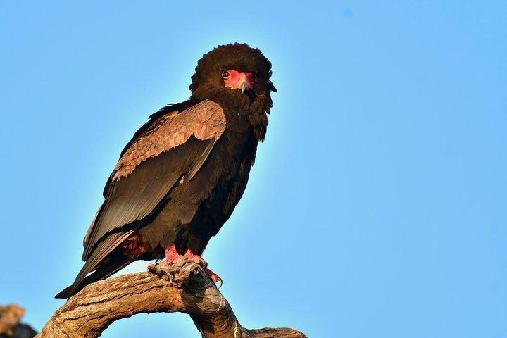 ハジーヴュウからクルーガー公園までの1日の写真野生生物サファリ
