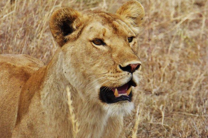 3 giorni Samburu Big Five