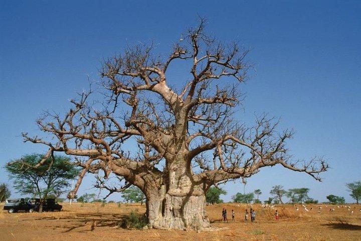 Discovery Senegal 8 Dias 7 Noites