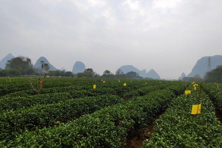 City tour de meio dia em Guilin: Reed Flute Cave e Tea Plantation