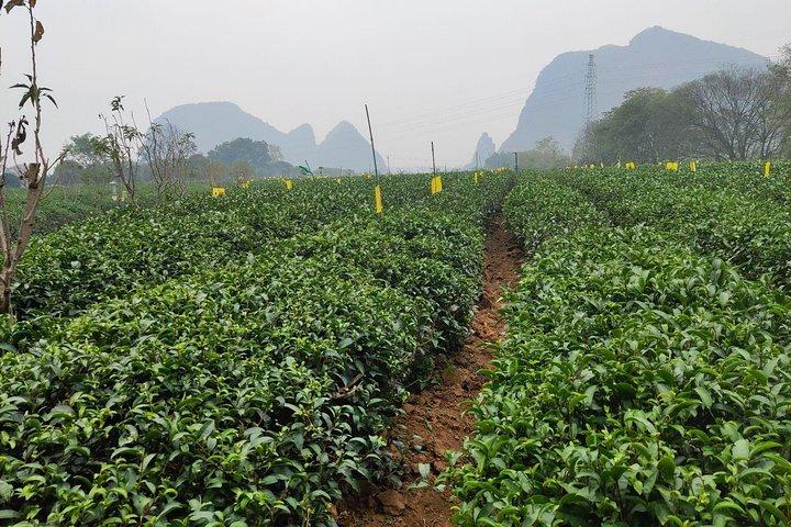 City tour de meio dia em Guilin: Reed Flute Cave e Tea Plantation