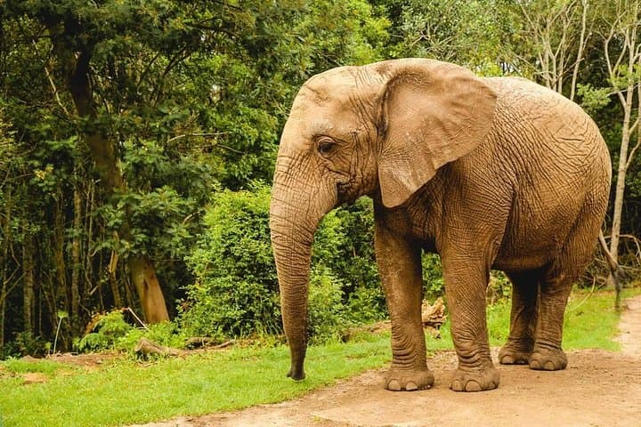 2 Day Garden Route Wildlife Safari - Small Group Tour