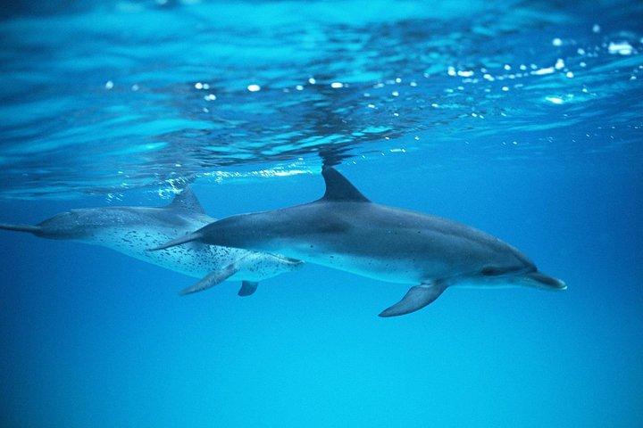 2-timers Dolphin og Whale Watching på Gran Canaria