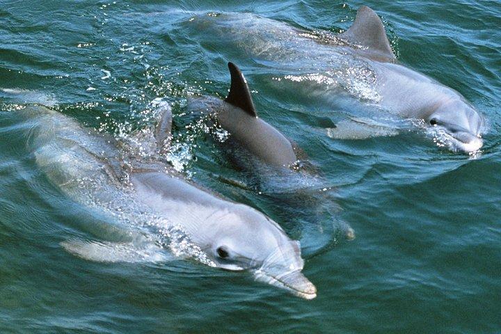 グランカナリアの2時間のイルカとクジラウォッチング